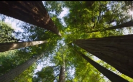  Rừng c&acirc;y cổ thụ cao nhất thế giới