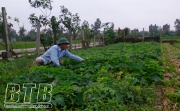 Th&aacute;i Thụy thu hoạch xong l&uacute;a m&ugrave;a