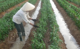 Tiến độ gieo trồng c&acirc;y vụ đ&ocirc;ng chậm hơn c&ugrave;ng kỳ năm 2019