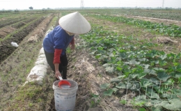 To&agrave;n tỉnh đ&atilde; gieo trồng 18.000ha c&acirc;y vụ đ&ocirc;ng