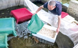 "Tuấn c&aacute;" - nghề mới, nghề cũ