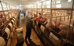 Gi&aacute; lợn hơi c&oacute; nơi dưới 40.000 đồng/kg