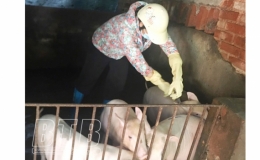 Kiến Xương: Ho&agrave;n th&agrave;nh tr&ecirc;n 90% tiến độ ti&ecirc;m ph&ograve;ng bệnh cho gia s&uacute;c, gia cầm vụ thu đ&ocirc;ng