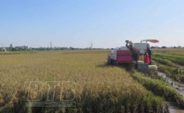 Kiến Xương: Năng suất l&uacute;a m&ugrave;a ước đạt 61 tạ/ha