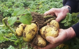 Một số lưu &yacute; khi trồng khoai t&acirc;y vụ đ&ocirc;ng năm 2021