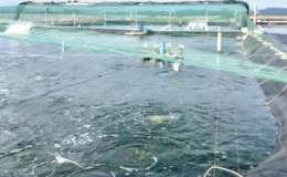 Nu&ocirc;i th&acirc;m canh t&ocirc;m thẻ ch&acirc;n trắng hai giai đoạn bằng c&ocirc;ng nghệ Biofloc