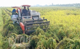 Th&aacute;i Thụy: Khẩn trương thu hoạch l&uacute;a m&ugrave;a