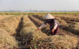 Th&uacute;c đẩy sản xuất vụ đ&ocirc;ng