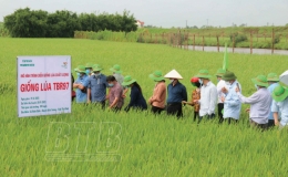 Triển vọng giống l&uacute;a TBR97