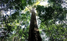 C&acirc;y cổ thụ cao nhất trong rừng Amazon
