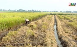 Đ&ocirc;ng Hưng: Đẩy nhanh tiến độ trồng c&acirc;y vụ đ&ocirc;ng ưa ấm