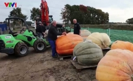 Đua thuyền b&iacute; ng&ocirc; tại Bỉ