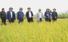 Hiệu quả c&aacute;nh đồng lớn cấy một giống l&uacute;a ở Tiền Hải