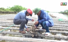 Hiệu quả nu&ocirc;i h&agrave;u nước lợ