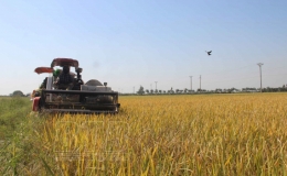 Khẩn trương thu hoạch l&uacute;a m&ugrave;a