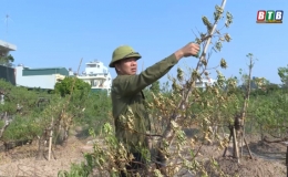 Người d&acirc;n &ldquo;đứt ruột&rdquo; nh&igrave;n h&agrave;ng ngh&igrave;n c&acirc;y đ&agrave;o h&eacute;o rũ