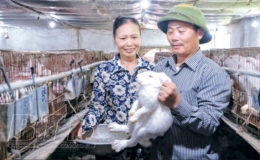 Nu&ocirc;i &ldquo;cục b&ocirc;ng&rdquo; di động thu l&atilde;i h&agrave;ng trăm triệu đồng mỗi năm