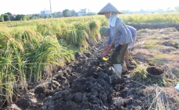  Th&aacute;i Thụy: Phấn đấu gieo trồng 5.000ha c&acirc;y m&agrave;u vụ đ&ocirc;ng