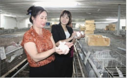 Thu nhập kh&aacute; nhờ nu&ocirc;i thỏ kết hợp giun quế