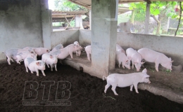 Tiền Hải: Chủ động bảo vệ đ&agrave;n gia s&uacute;c, gia cầm