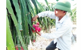 Tr&aacute;i ngọt từ đam m&ecirc;