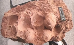 Trứng khủng long h&oacute;a thạch 70 triệu năm ở Trung Quốc