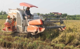 Vũ Thư: Phấn đấu đến 20/10 thu hoạch 100% diện t&iacute;ch l&uacute;a m&ugrave;a
