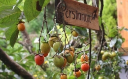 5 điểm h&aacute;i hồng ch&iacute;n Đ&agrave; Lạt