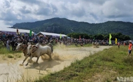 H&agrave;o hứng đua b&ograve; Bảy N&uacute;i