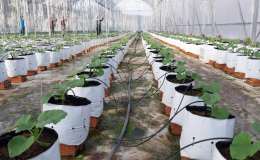 Hệ thống tưới ngầm c&oacute; thể giao tiếp với rễ c&acirc;y