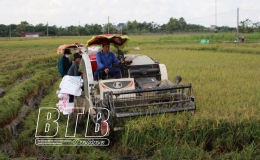 Th&aacute;i Thụy: Khẩn trương thu hoạch l&uacute;a m&ugrave;a, trồng c&acirc;y vụ đ&ocirc;ng