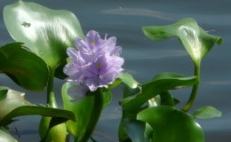 C&aacute;ch l&agrave;m gỏi lục b&igrave;nh, m&oacute;n ăn d&acirc;n d&atilde;, b&igrave;nh dị