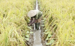 Đ&ocirc;ng Hưng: Khẩn trương thu hoạch l&uacute;a m&ugrave;a, trồng c&acirc;y vụ đ&ocirc;ng
