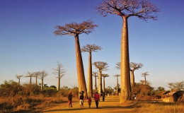 Gh&eacute; thăm đại lộ Baobab ở Madagascar