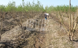 Hồng L&yacute;: Tập trung kh&ocirc;i phục sản xuất h&ograve;e v&agrave; xen canh c&acirc;y trồng