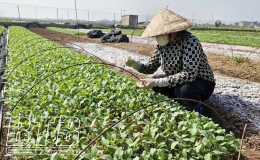 Hưng H&agrave;: Cấp ph&aacute;t hơn 3.500kg hạt rau giống v&agrave; ng&ocirc; nếp