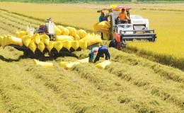 Khoảng 30% d&acirc;n số thế giới đối mặt với t&igrave;nh trạng mất an ninh lương thực