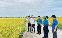  Năng suất l&uacute;a m&ugrave;a năm 2024 của huyện Hưng H&agrave; ước đạt gần 59 tạ/ha