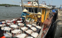 Ngư d&acirc;n Tiền Hải v&agrave;o m&ugrave;a t&eacute;p biển