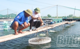 Nu&ocirc;i t&ocirc;m c&ocirc;ng nghệ cho hiệu quả kinh tế cao