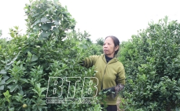 Quất cảnh Ph&uacute; Lễ:  Vươn chồi sau mưa lũ