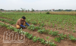 Quỳnh L&acirc;m: Nỗ lực phục hồi sản xuất