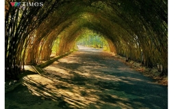 Rặng tre ng&agrave; đẹp như c&aacute;nh cổng đi v&agrave;o thế giới cổ t&iacute;ch