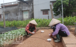 &ldquo;Vựa rau giống&rdquo; Điệp N&ocirc;ng tất bật v&agrave;o m&ugrave;a