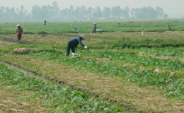 Phong tr&agrave;o trồng c&acirc;y vụ đ&ocirc;ng ở an ch&acirc;u