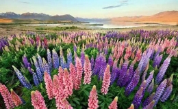 Mờ mờ, ảo ảo, đầy b&iacute; ẩn "Xứ sở thần ti&ecirc;n" ở New Zealand 