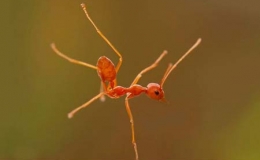 Những khoảnh khắc kỳ diệu của lo&agrave;i kiến 