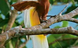 Những bộ c&aacute;nh sặc sỡ của chim thi&ecirc;n đường