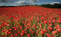 Những c&aacute;nh đồng hoa tuyệt đẹp ở nước Anh