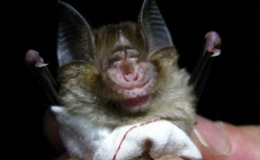 Những lo&agrave;i dơi hiếm ở ch&acirc;u Phi